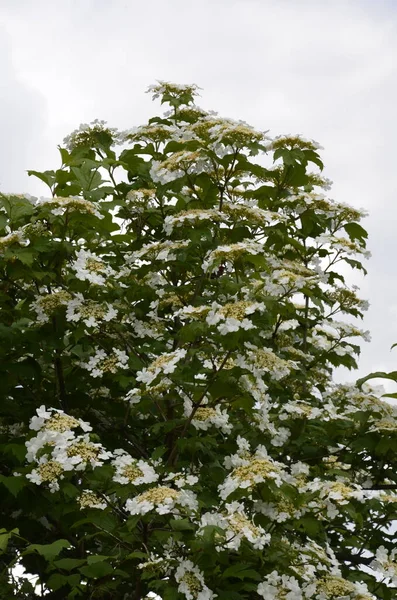 Viburnum Opulus Guelder Rose Белые Цветки Цветущего Вибурна Темно Зеленом — стоковое фото