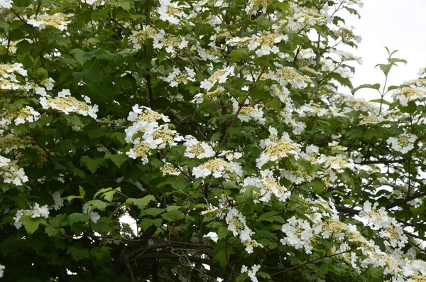 Viburnum Opulus Guelder Rose Belas Flores Brancas Floração Arbusto Viburnum — Fotografia de Stock