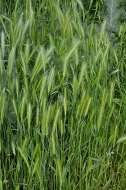 Hordeum murinum diğer adıyla duvar arpası veya sahte arpa bitkisi. Fare kuyruğu dikenli bitkiler, fare arpası.