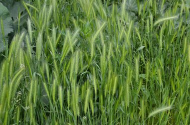 Hordeum murinum diğer adıyla duvar arpası veya sahte arpa bitkisi. Fare kuyruğu dikenli bitkiler, fare arpası.