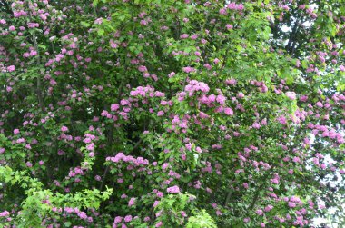Doğal çiçekli arka plan, Çifte pembe Hawthorn veya Crataegus laevigata güzel pembe çiçekler.