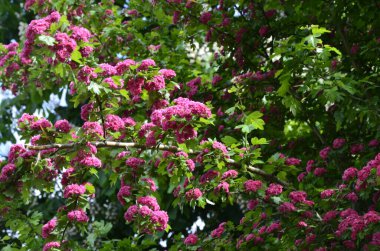 Doğal çiçekli arka plan, Çifte pembe Hawthorn veya Crataegus laevigata güzel pembe çiçekler.