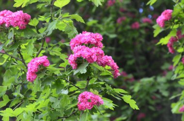 Doğal çiçekli arka plan, Çifte pembe Hawthorn veya Crataegus laevigata güzel pembe çiçekler.