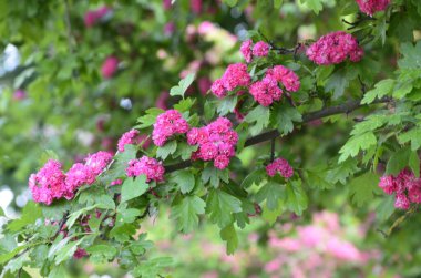 Doğal çiçekli arka plan, Çifte pembe Hawthorn veya Crataegus laevigata güzel pembe çiçekler.