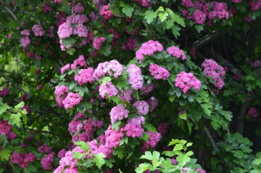 Doğal çiçekli arka plan, Çifte pembe Hawthorn veya Crataegus laevigata güzel pembe çiçekler.