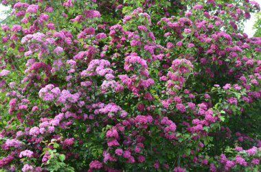 Doğal çiçekli arka plan, Çifte pembe Hawthorn veya Crataegus laevigata güzel pembe çiçekler.