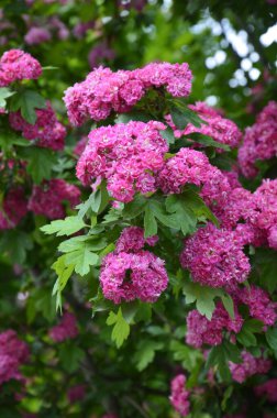 Doğal çiçekli arka plan, Çifte pembe Hawthorn veya Crataegus laevigata güzel pembe çiçekler.