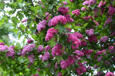 Doğal çiçekli arka plan, Çifte pembe Hawthorn veya Crataegus laevigata güzel pembe çiçekler.