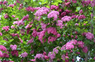 Doğal çiçekli arka plan, Çifte pembe Hawthorn veya Crataegus laevigata güzel pembe çiçekler.