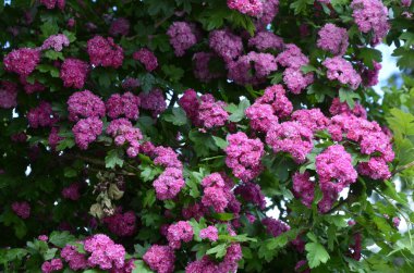 Doğal çiçekli arka plan, Çifte pembe Hawthorn veya Crataegus laevigata güzel pembe çiçekler.