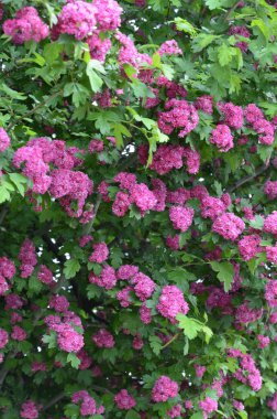 Doğal çiçekli arka plan, Çifte pembe Hawthorn veya Crataegus laevigata güzel pembe çiçekler.