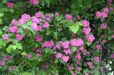 Doğal çiçekli arka plan, Çifte pembe Hawthorn veya Crataegus laevigata güzel pembe çiçekler.