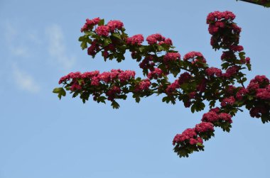 Doğal çiçekli arka plan, Çifte pembe Hawthorn veya Crataegus laevigata güzel pembe çiçekler.