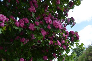 Doğal çiçekli arka plan, Çifte pembe Hawthorn veya Crataegus laevigata güzel pembe çiçekler.