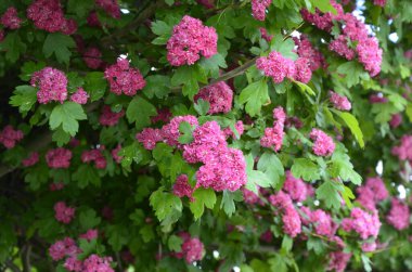 Doğal çiçekli arka plan, Çifte pembe Hawthorn veya Crataegus laevigata güzel pembe çiçekler.