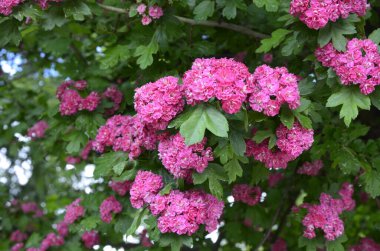 Doğal çiçekli arka plan, Çifte pembe Hawthorn veya Crataegus laevigata güzel pembe çiçekler.
