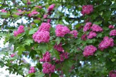 Doğal çiçekli arka plan, Çifte pembe Hawthorn veya Crataegus laevigata güzel pembe çiçekler.