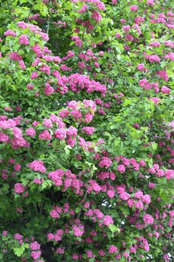 Doğal çiçekli arka plan, Çifte pembe Hawthorn veya Crataegus laevigata güzel pembe çiçekler.