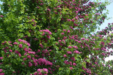 Doğal çiçekli arka plan, Çifte pembe Hawthorn veya Crataegus laevigata güzel pembe çiçekler.