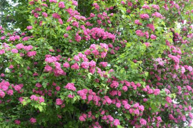Doğal çiçekli arka plan, Çifte pembe Hawthorn veya Crataegus laevigata güzel pembe çiçekler.