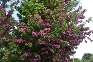 Doğal çiçekli arka plan, Çifte pembe Hawthorn veya Crataegus laevigata güzel pembe çiçekler.