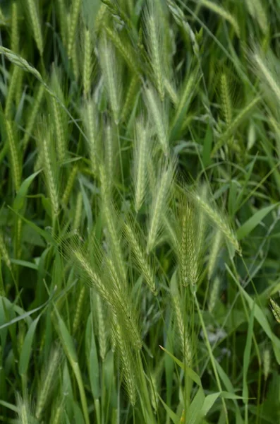 Hordeum Murinum Aka Cevada Parede Falsa Planta Grama Cevada Plantas — Fotografia de Stock