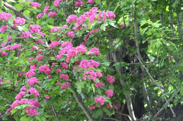 Přírodní Květinové Pozadí Rozkvět Double Pink Hawthorn Nebo Crataegus Laevigata — Stock fotografie