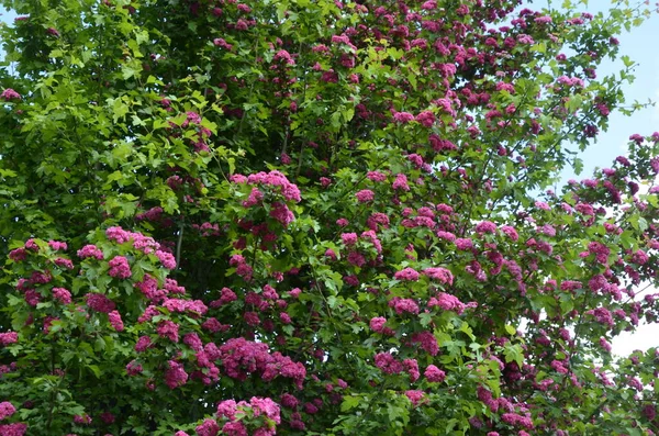Natural Floral Background Blossoming Double Pink Hawthorn Crataegus Laevigata Beautiful — Stock Photo, Image