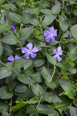 Mavi orman çiçeği. Menekşe çiçeği, yabani otçul menekşe, Vinca Periwinkle. Bahar Ormanı.