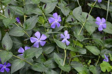 Mavi orman çiçeği. Menekşe çiçeği, yabani otçul menekşe, Vinca Periwinkle. Bahar Ormanı.