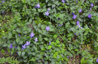 Mavi orman çiçeği. Menekşe çiçeği, yabani otçul menekşe, Vinca Periwinkle. Bahar Ormanı.