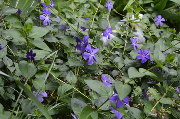 Blå Vild Skogsblomma Kronärtskocka Kronärtskocka Vinca Periwinkle Vårskog — Stockfoto