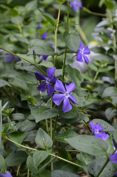 Blå Vild Skogsblomma Kronärtskocka Kronärtskocka Vinca Periwinkle Vårskog — Stockfoto