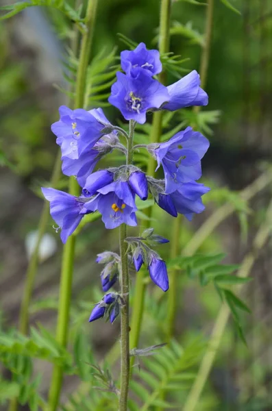 Zbliżenie Błękitny Kwiat Polemonium Roślina Znany Również Jak Jakub Drabina — Zdjęcie stockowe