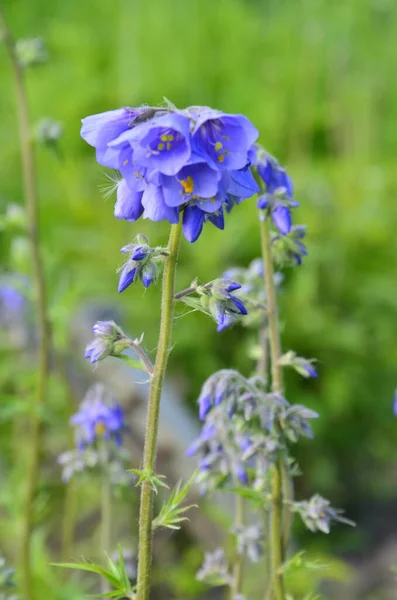 Gros Plan Des Fleurs Bleues Une Plante Polemonium Également Connue — Photo