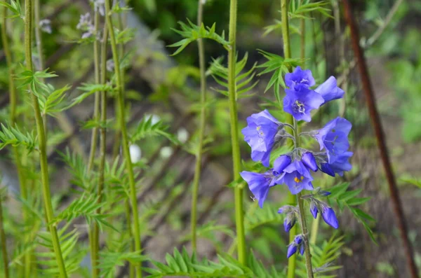 Zbliżenie Błękitny Kwiat Polemonium Roślina Znany Również Jak Jakub Drabina — Zdjęcie stockowe