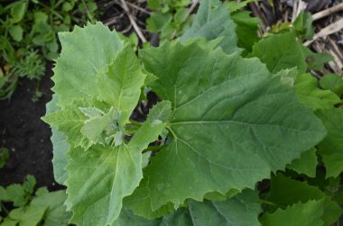 Atriplex hortensis, orache, salatada yaprak sebzesi olarak kullanılır. Orach Atriplex hortensis bahçede yetişir..