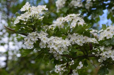 İlkbaharda bir Hawthorn ağacının çiçeği, Crataegus monogyna. Hawthorn (Crataegus oxyacanta) tıbbi bir bitkidir..