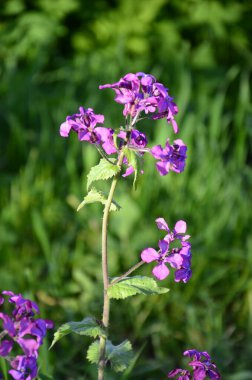 Lunaria Annua - Dürüst olarak da bilinir. İlkbaharda Ay 'ın süs modülleri, yakın plan. Lunaria Annua, genellikle gümüş dolar, dolar fabrikası, ay otu, dürüstlük ve ay ışığı olarak bilinir..
