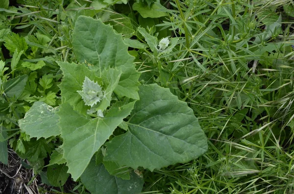 サラダの葉野菜として使用される三叉ホルテンシス オラッシュ 三叉ホルテンシスは庭で成長します — ストック写真