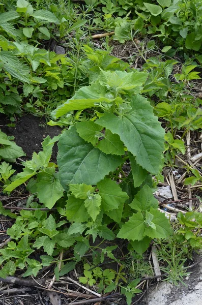 サラダの葉野菜として使用される三叉ホルテンシス オラッシュ 三叉ホルテンシスは庭で成長します — ストック写真