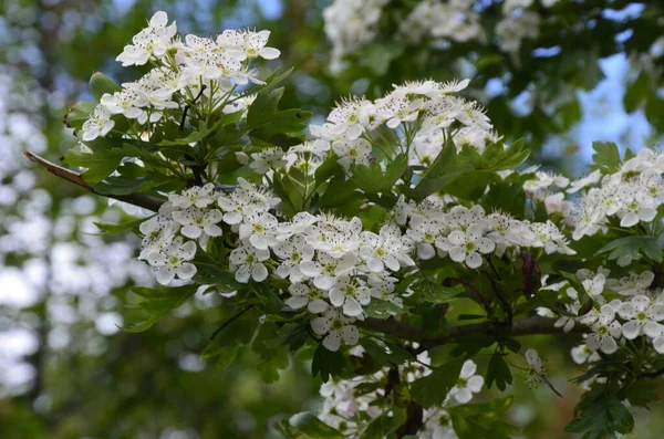 Цветок Боярышника Crataegus Monogyna Весной Ястреб Crataegus Oxyacanta Лекарственное Растение — стоковое фото