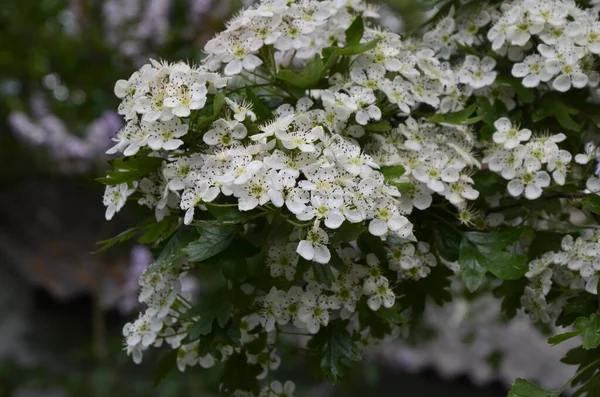 İlkbaharda bir Hawthorn ağacının çiçeği, Crataegus monogyna. Hawthorn (Crataegus oxyacanta) tıbbi bir bitkidir..