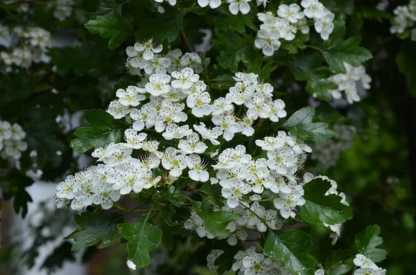 Flor Espino Crataegus Monogyna Primavera Espino Crataegus Oxyacanta Una Planta —  Fotos de Stock