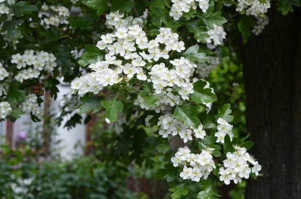 Цветок Боярышника Crataegus Monogyna Весной Ястреб Crataegus Oxyacanta Лекарственное Растение — стоковое фото