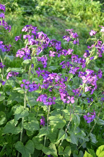 Lunaria Annua Também Conhecido Como Honesty Ornamental Vagens Lunaria Primavera — Fotografia de Stock