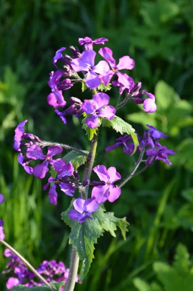 Lunaria Annua Znana Również Jako Szczerość Ozdobne Strąki Lunarii Wiosną — Zdjęcie stockowe