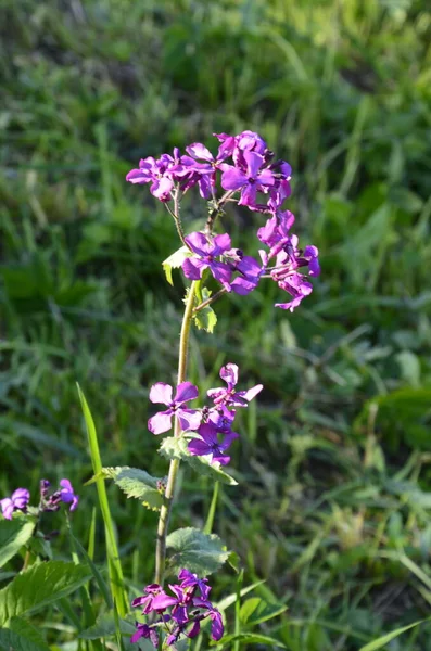 Lunaria Annua Also Known Honesty Ornamental Pods Lunaria Spring Close — Stock Photo, Image