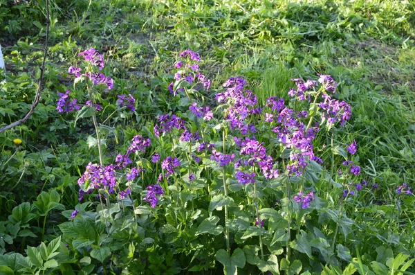 Lunaria Annua Más Néven Őszinteség Díszítő Kabinok Lunaria Tavasszal Közelkép — Stock Fotó