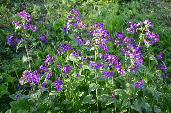 Lunaria Annua Znana Również Jako Szczerość Ozdobne Strąki Lunarii Wiosną — Zdjęcie stockowe